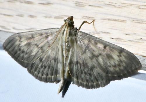 Réf. 348 691 : Pleuroptya ruralis